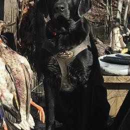Labrador Retriever All Grown Up from Old Mill Retrievers