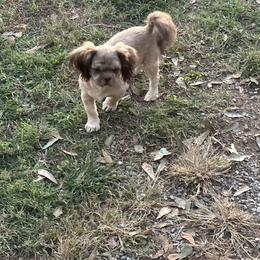 Tex - Shih Tzu