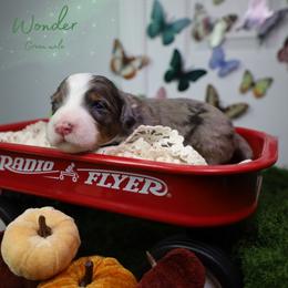Wonder 10th pick - Blue merle male Bernedoodle puppy in Fort Myers, Florida from Little Golden Farm