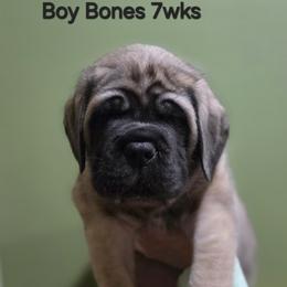 Boy 4 - Fawn male Mastiff puppy in Lake Villa, Illinois from Kharisma Mastiffs