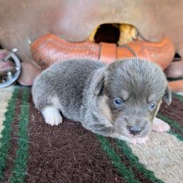 Marilla Cuthbert - Gray and white female American Corgi puppy in Paden, Oklahoma from Sunray Ranch