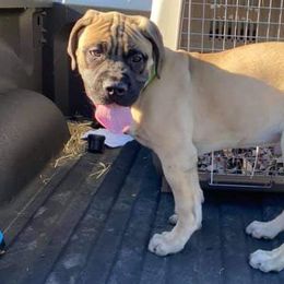 Bullmastiffs and French Bulldogs from Misfit Kennels
