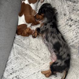 Dachshund All Grown Up from Barkvenger Dachshunds