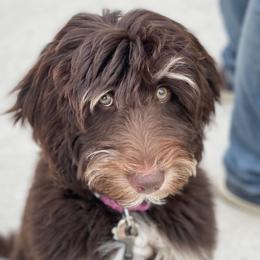 Nellie - Bernedoodle