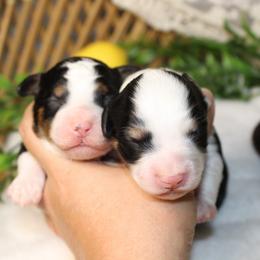 Boy 3 - male Australian Mountain Doodle puppy in Mississippi from Ewing Acres