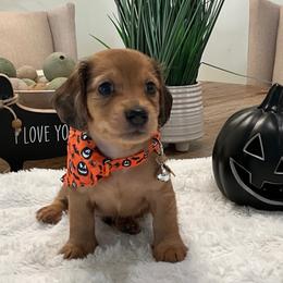 Max - Red male Dachshund puppy in Menifee, California from Dachshunds in SoCal