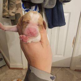 Male 6 - Orange and white male Brittany puppy in Rhoadesville, Virginia from HOMESCHOOLED BRITTANYS LLC