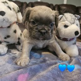 Jon Pierre - Fawn brindle and white male French Bulldog puppy in Bend, Oregon from High Lakes Frenchies
