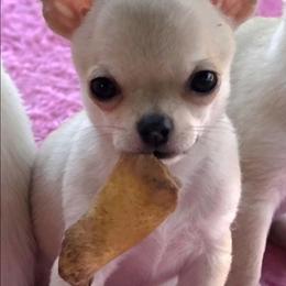 Fawn Smooth Coat - Fawn male Chihuahua puppy in Cape Coral, Florida from Inspired Chihuahuas
