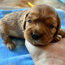 Gemini - Red female Cavapoo puppy in Adrian, Oregon from ApplebyFarm