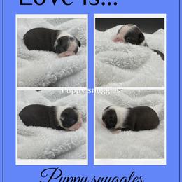 Homer - Seal and white male Boston Terrier puppy in Jacksonville, Florida from Trail’s End Boston Terriers