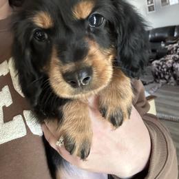 Dancer - Black and tan female Dachshund puppy in Mascot, Tennessee from Magnolia Pearl Dachshunds
