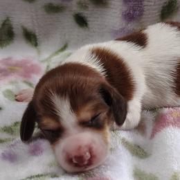 Dachshunds from smithsminiaturedachshunds