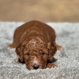 Boy 3 - Red  male Goldendoodle puppy in Cuero, Texas from Firestorm Kennel