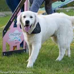Golden Retriever All Grown Up from Texas TLC Goldens