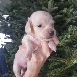Green Boy - Parmesan - Cream male Dachshund puppy in Madison, Wisconsin from CC's Dachshunds