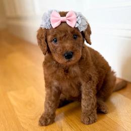 PEONY - Red  male Goldendoodle puppy in Independence, Oregon from ANKENY DOODLES
