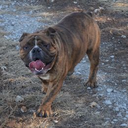 Enzo - Bulldog