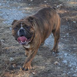 Enzo - Bulldog