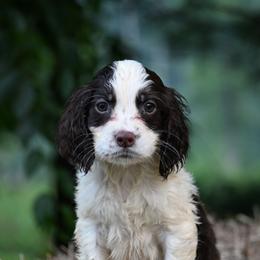 Little Man - Liver and white male English Springer Spaniel puppy in Huntingdon, Pennsylvania from Leila Ferrucci