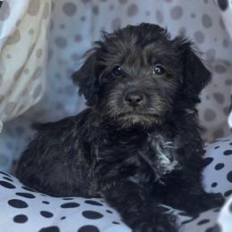 Monica ( Purple collar) - Black and white female Schnoodle puppy in Novinger, Missouri from Stormi Sky Schnoodles
