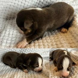 Red tri male - Red tri male Toy Australian Shepherd puppy in Brooker, Florida from Honey, I Shrunk the Aussies