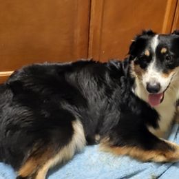 Australian Shepherds from Conrad's Critters