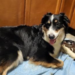 Australian Shepherds from Conrad's Critters
