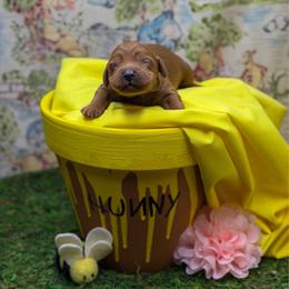 Piglet - Red  female Goldendoodle puppy in Williamson, New York from Lakeside Doodles