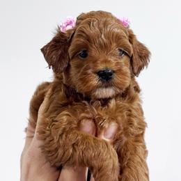 Iris - Red  female Goldendoodle puppy in Annandale, New Jersey from KN Mini Goldendoodles