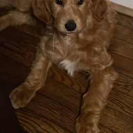 Goldendoodle and Poodle Puppies from Hatten Homestead Doodles
