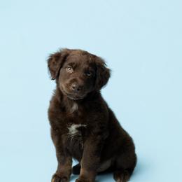 Chestnut - Red tri-color male Australian Shepherd puppy in Kathleen, Georgia from CM Farm