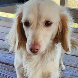 Jasmine - Dachshund