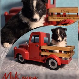 McKenna - Black and white female Shetland Sheepdog puppy in Lebanon, Tennessee from Henotic Homestead's Shetland Sheepdogs