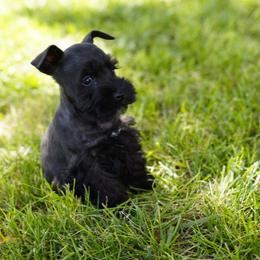 Black - Black male Miniature Schnauzer puppy in Snowflake / Phoenix, Arizona from Snowflake Schnauzers