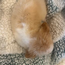Nina - Gold and white female Chihuahua puppy in Baytown, Texas from ChainReignKennels