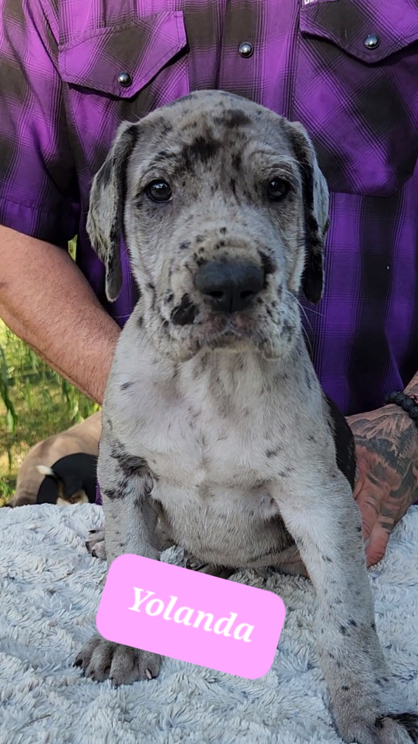 Yolanda - Merle female Great Dane puppy in Miamisburg, Ohio from Iron Horse Kennel