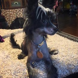 Chihuahua and Chinese Crested Puppies from Western Kentucky Chihuahua’s and Chinese Crested’s