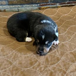 Girl 2 - Black and tan female American Corgi puppy in Visalia, California from VIP Stables
