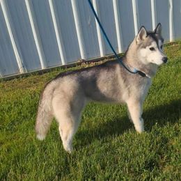 Porsche - Siberian Husky