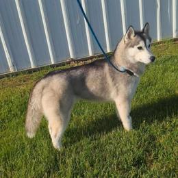 Porsche - Siberian Husky