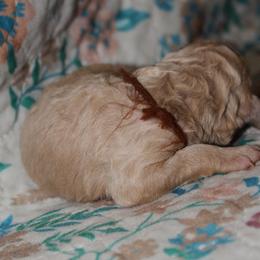Girl 5 - female Goldendoodle puppy in Huntingdon, Tennessee from McCaslin's Doddles