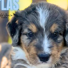 Bernedoodles from Wild Grace Farm Pups