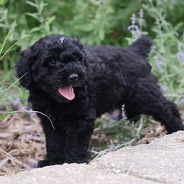 Piper - Black male Whoodle puppy in West Bend, Iowa from Blue Skies Terriers