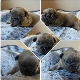 Maverick - Fawn male French Bulldog puppy in Anderson, California from Wooftown Kennels