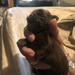 Girl 1 - Chocolate female Chihuahua puppy in Amelia, Virginia from Pannell’s Precious Pups