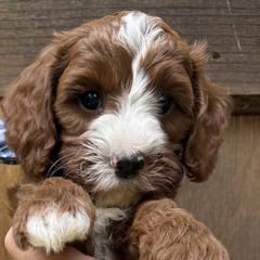 Cavapoos and Cockapoos from WoodHaven Pups MN