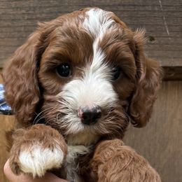 Cavapoos and Cockapoos from WoodHaven Pups MN