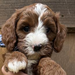 Cavapoos and Cockapoos from WoodHaven Pups MN