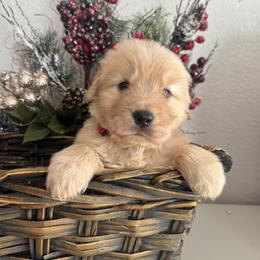 Boy 2 - male Golden Retriever puppy in Moapa, Nevada from Little Bitta Luck Farms